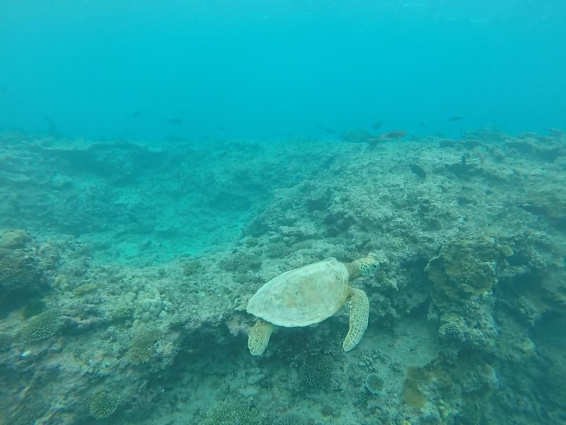 GPTempDownload 48.JPG