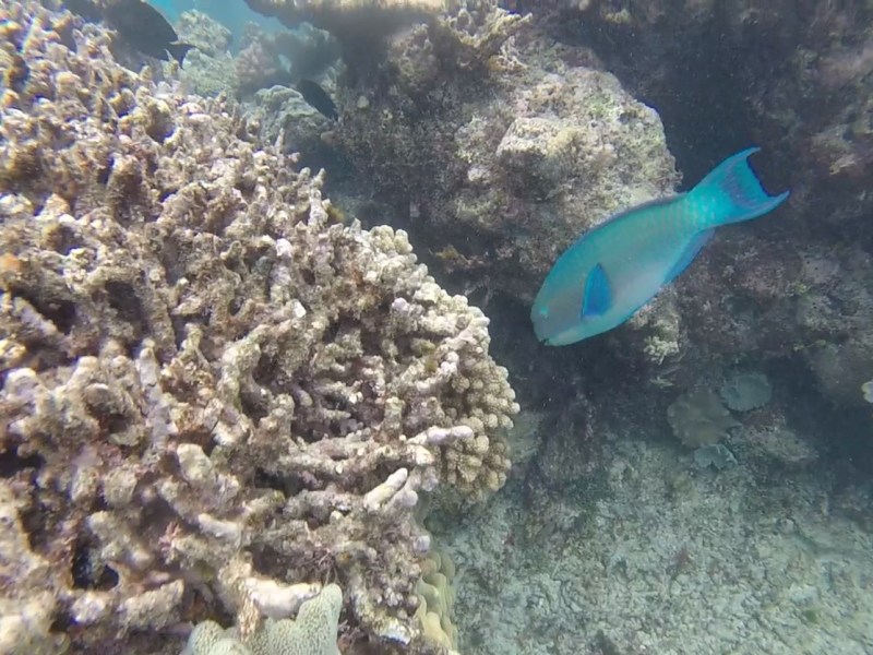 Adventures with Alison:&nbsp;Cairns